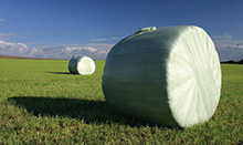 Increase your milk and meat yields with red clover